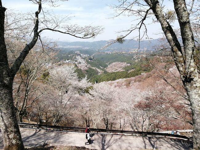 今回の日程<br />3/29~3/30…奈良橿原2泊(飛鳥、吉野)<br />3/31~4/2…大阪西成3泊(ホルモン屋巡り、大阪城、京橋、鶴橋)<br />4/3~4/4…奈良2泊(東大寺、法隆寺)<br />の7泊8日。<br /><br />2日目は吉野へ花見。時期もよく中千本は満開、上千本は八分咲きほど。吉野の桜風景の代名詞とも言える吉水神社からの“一目千本”も堪能。吉野山最奥の金峯神社、西行庵まで足を延ばし、大満喫の1日となりました。<br />