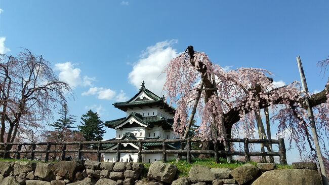 今年は例年より桜の開花が早く、仙台では満開を過ぎている状況<br /><br />ということで例年なら2週間後ぐらいに桜祭りが行われる秋田・角館と青森・弘前へ、様子を見に北上してみました<br /><br />今日は秋田・角館からさらに北上して、30年ぶりとなる青森・弘前へ