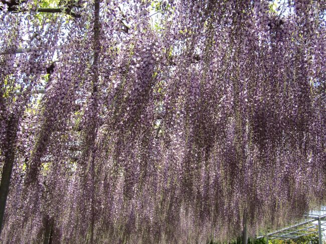 　あしかがフラワーパークに出掛けてみた。<br />　4月16日は良い日よりになったが、如何せん日曜日で混んでいるので避けた。しかし、月曜、火曜と夕立が怪しく、今日の快晴の日を待った。<br />　2020年～2022年までの3年間はコロナ禍であしかがフラワーパークも外国人が来なくて大変だっただろう。<br />　実は、昨年も栃木駅まで来たのであるが、ナイターよりは昼間にと思い直して帰宅してしまった。<br />　それで、今年こそはと思っていた。<br />　今日は入園料が満額の2,100円である。先日にホームページを見たら、今日の入園料は1,900円となっていた。どこがー200円なのだろうか？と探して見ていたら気が疲れてしまう。やはり、ここあしかがフラワーパークのように開花状況で入園料が変動する場合には満額でないと駄目だ。<br />　なお、京都・金閣寺からタクシーでワンメーターにある谷原苑も開花状況で入園料が変わる。<br />　端っこには藤棚があり、その先の園外の山裾には藤の花が咲いている。どちらも紫色であり、手入れされた藤棚の藤の花と自然のままの藤の花を見られたのは嬉しいことだ。<br />　やはり、今咲き始めた白の藤の花をどこまで長く持たせてゴールデンウィークになってもお客を呼べるかが勝負であろう。<br />　この3年間はコロナ禍で苦渋を舐めたあしかがフラワーパークであるから、今日のように日本人、外国人のお客が多く来てくれないことには経営が大変であろう。<br />　中にはロープの中に入って写真撮影していた80代の楼夫婦がいたが、やはり、こんなところでも悪さをしているのは戦中戦後のどさくさで躾をされなかったあの世代なのか。<br />（表紙写真はむらさき藤棚）