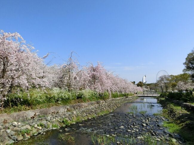 大阪万博記念公園で今年最初の桜見物は、自然文化園の東側エリアで「染井吉野」を、二度目の桜見物は、自然文化園の西側エリアで「枝垂れ桜」＆「染井吉野」＆「雪柳」＆「枝垂れ梅」＆「紅梅」を楽しんできました。<br />花見物を楽しんだ後は、今年二度目となる「オッチャン達のOB会」に参加して、日本庭園の素晴らしい景色を見て、心の汚れを洗ってきました。<br /><br />そのような「旅行記」ですが、時間がございましたら一見していただければ有難く思います。<br /><br /><br />※写真は、「桜の流れ」の上流側に架かっている橋の上から見た、南東方面の景色です。<br />自然文化園の西側エリアらしい、落ち着いた景色です。