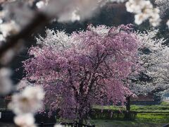 今年は桜前線が早く近くにきてしまい、見頃になった栃木市の桜を見に出かけました