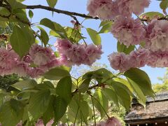 散りゆく桜の京都を歩く★ 喫茶KANOでモーニング・平野神社の桜・北野天満宮・お買い物いろいろ