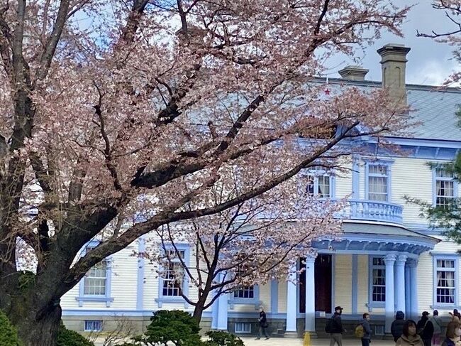 2023.4.15 例年より16日も早く桜が開花しました。<br />景色は春めいてきましたが、まだまだ寒い日が続いています。<br /><br />札幌は、雪解けの期間があって、短い春となり、一気にいろいろな花が咲き出します。<br />だから、桜と梅がいっしょに咲くそうです。<br />　<br />札幌市内、桜をメインに、花のある風景を見て廻りました。