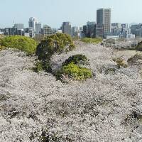 2023年桜の満開早いですね！福岡県と佐賀県3月26日から4泊5日