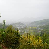 2023.4 三春の滝桜・花見山公園と福島7つの桜名所めぐり（1）