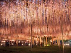 最速見頃　あしかがフラワーパークふじの花ライトアップ　2023.4.19