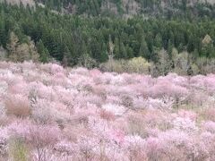 追っかけ、お花見。