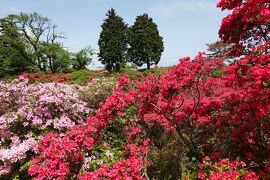 伊東へ… 2023.04.18　=2.二回目の小室山公園はツツジが綺麗でした(小室山公園にて)=