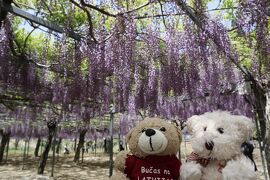 Latvijas Lācisの大冒険♪ 和気神社に行っている間に30000kmを超えていました