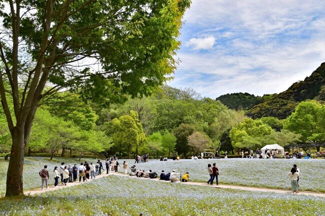 「花フェスタ記念公園」として親しまれてきましたが、<br />2021年10月9日「ぎふワールド・ローズガーデン」へ名称を。<br />原種・オールドローズから世界中の最新品種まで、<br />およそ6,000品種20,000株ものバラが観賞できます。<br />ネモフィラなどが大面積で鑑賞できる大花壇と、<br />世界最大級のローズガーデン「世界に誇るバラと花々の大庭園」<br /><br />「ぎふワールド・ローズガーデン」でネモフィラが見頃を迎え、<br />青い絨毯を敷き詰めたような光景を楽しんでいるそうです。<br /><br />ネモフィラは北アメリカ西部原産の一年草で<br />和名は「瑠璃唐草」<br />園内の約３０００平方メートルに約８万株が植えられえ、<br />場所：ネモフィラガーデン（東の大花壇）<br />庭園一面を青く染めています。<br />冬の寒さの影響で例年より一週間ほど遅めだといい、<br />ゴールデンウイークごろまぎふワールド・ローズガーデンで、<br />ネモフィラが見頃を迎えている。<br />空の青とネモフィラの青が溶け込む<br /><br />訪れた人たちは、春のガーデンピクニック。<br />色とりどりの花が咲く園内を散策しながら<br />限定スイーツを楽しんだり、<br />ゆったり座っておしゃべりしたり。<br />フォトジェニックな風景の中で写真を撮ったり、、<br />花に顔を近づけて香り楽しんだりしていた。<br /><br />ただし、私がネモフィラガーデン内は入った頃には、<br />ネモフィラはまだ少し咲き渋っている様子。<br />6割程の開花、青い海が待ち遠しいです。<br /><br />------ぎふワールド・ローズガーデン 基本データ-----<br /><br />＜住所＞ 岐阜県可児市瀬田1584-1<br />＜TEL＞0574-63-7373<br />＜営業時間＞<br />4月～ 11月中旬 9:00～17:00（最終入園16:30）<br />11月中旬～3月 9:30～16:30（最終入園16:00）<br />＜休業日＞毎週火曜日 休日の場合は翌平日<br />　　　　　　　年末年始 12月29日～1月3日<br />＜駐車場＞あり（無料）<br />＜料金＞900円<br />　　　　　　　※変動料金制、高校生以下通年無料<br />＜行き方・アクセス＞<br />＜電車＞JR「可児駅」からバスまたはタクシーで約20分<br />　　　　　　　名鉄「明智駅」から徒歩で約25分<br />＜車＞東海環状自動車道「可児御嵩IC」から約5分<br />