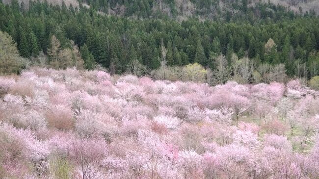 2月ごろ、今年は三春の滝桜を見たいと考えていた所、福島出身の先輩が「綺麗よ～、1度は見たらいいわよ～」と。「でも、日中線もまた見事なのよ、見せてあげたいわ～」とおっしゃるので、それならそれなら、三春の滝桜と日中線の枝垂れ桜を見に行こうよと言うことになった。<br />同行四人、シル婆たび。しかし今年の桜は、早かった！もう～すごく早かった。いったい桜に間に合うのかしら?<br />桜前線の追っかけというよりは、散り際の追っかけになってしまった。