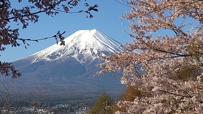 海外のガイドブックの表紙を飾った新倉浅間公園の富士山と桜と五重塔、その写真を見てから是非行って見たいと思っていた。明日は晴れの天気予報、「よし出掛けよう。」と決め出掛けました。<br />河口湖周辺はまだ桜が満開な所があり、特に忍野八海の桜がピークで周りの風景と富士山がとても素晴らしかった。<br />帰りに富士霊園の桜を見て帰ろうと思い、行って見たが見事に葉桜だった。 <br />京都から帰って来て、暫く桜はいいかと思っていたが富士山と桜は別格であった。<br />