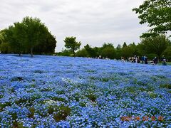 2023 都内『舎人（とねり）公園』に今年から登場したネモフィラを見に行ってみた