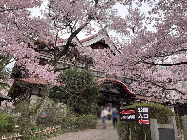 新宿御苑でみたタカトオコヒガンザクラがきれいだったので、本場の長野県伊那市の高遠城址公園へ行ってきました<br />新宿のバスタから伊那市　伊那市から路線バスです<br />天下第一の桜というだけあって、見事な咲きっぷりです　ソメイヨシノよりはちょっとピンクが濃いかな