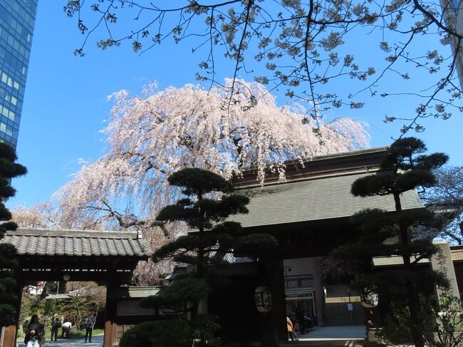 【常圓寺の桜 新宿 2023/03/20】<br /><br />兄が検査入院から退院するので東邦医大病院へ迎えに行きました。病院からの帰りに桜の花が咲いているお寺がを見つけたので、寄ってみ見ました。<br />お寺は、日蓮宗 福聚山 常圓寺<br />こじんまりとした寺院でしたが、山門が印象的で、時期が良かったのか綺麗な桜を見ることができました。<br />住所：〒160-0023 東京都新宿区西新宿７丁目１２－５<br />電話番号：0333711797<br />アクセス：JR新宿駅より徒歩6分