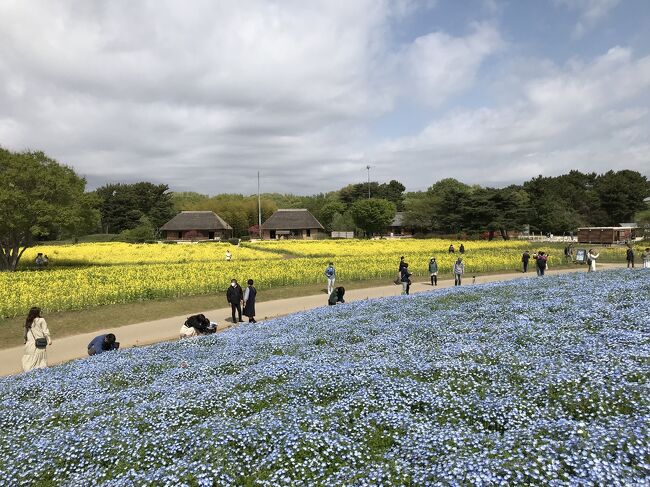 ひたち海浜公園にネモフィラを見に行きました。<br />満開のネモフィラ目的で行きましたが、チューリップも綺麗でした。昼食は和久の天丼。大洗磯前神社に立ち寄ってから帰りました。