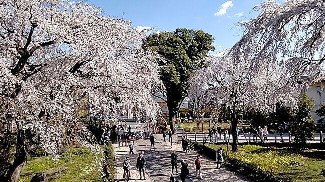 【東郷寺の山門とシダレ桜 府中 2023/03/20】<br /><br />実家からの帰りに東郷寺のシダレ桜を見にいきます。<br />京王線の多磨霊園駅で下車、東郷寺に行く前に、前回多磨霊園駅傍で見た土筆の集団を見に行くことにしました。おかしい、見つかりません。周辺を見て回りましたが、矢張り見つかりません。<br />諦めて、東郷寺に向かいます。<br />一昨年は姉と姉のお友達と行き、山門とシダレ桜の素晴らしさに感動しましたが、矢張り素晴らしかったです。<br />東郷寺は、日蓮宗の寺院で、東郷平八郎の別荘跡に建立されました。<br />よって、開基は東郷元帥です。<br />簡素で力強い山門は、黒澤明監督作品の「羅生門」のモデルになったそうです。また、山門の周りに植えられているシダレ桜は、府中市の名木１００選の巨木に指定されいます。<br /><br />東郷寺の目の前通り東郷寺通り沿いの一角に生垣を作る様に沢山咲いているヒマラヤユキノシタを見つけました。<br />シダレ桜も見事でしたが、ヒマラヤユキノシタも素敵でした。<br />※見た時は、何の花か判りませんでしたが、画像検索でヒマラヤユキノシタだと判りました。（合っていると良いのですが）<br /><br />所在地： 〒183-0015 東京都府中市清水が丘３丁目４０－１０<br />営業時間：9時30分～16時00分、山門やシダレ桜を見るだけなら関係ありません<br />電話： 042-361-2263<br />山号： 聖将山<br />創建年： 1939年（昭和14年）<br />アクセス：京王線「多磨霊園駅」徒歩７分