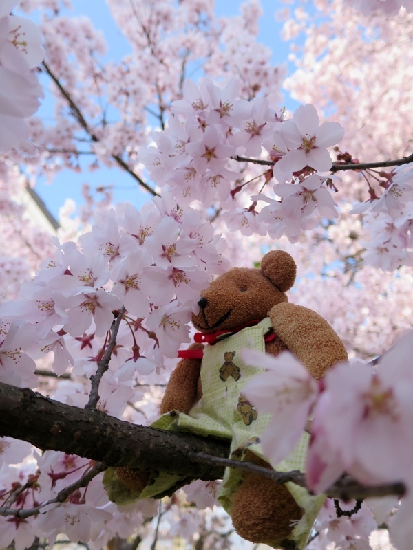 姉と義兄と一緒に高遠の桜を見に行ってきました。<br />渋滞を避けるため高遠城址公園には早朝に到着。<br />朝6時開園と同時に入園しましたが、この日の朝の冷え込みは気温2度！<br />40分もすると体も冷えてきました。<br />太陽も山の向こうに隠れ、桜に日が当たるまで時間がかかりそう。<br />そこで車に戻って暖をとり、再び入場することにしたのです。
