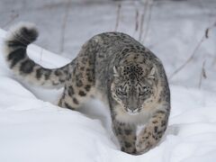 ユキヒョウのローリー Lolly The Snow Leopard