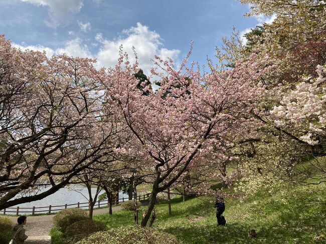 井川町の日本国花苑で桜を見てから、秋田城後政庁、外旭川の油井、天徳寺、ねぶり流し館へ。<br />飛行機まで時間があったから、華の湯で温泉。