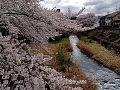 湯殿川の桜・片倉公園の桜と花 2023/03/28　