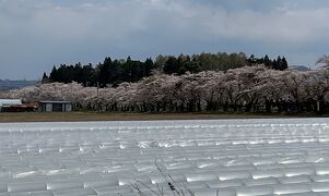 ⑨春爛漫　マダムの北海道の５つのお花見と2つの名湯　２日目の３　北斗桜回廊・松前藩戸切陣屋跡・法亀寺