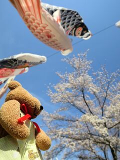 高遠の桜満開2023(4)桜とこいのぼりの共演