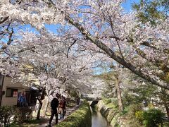 春爛漫　人、人、人だらけの桜満開の京都　今年の桜は早かった　①哲学の道、十石舟、南禅寺～清水寺