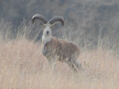 パンジャーブウリアル Punjab Urial