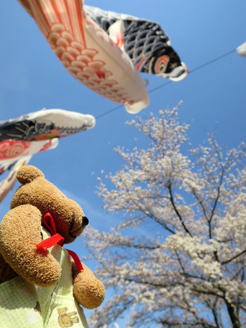 早割 リフト券 鯉のぼり 富士山と桜と日本一】 （潤井川河原を散歩しながら見え 端午の節句
