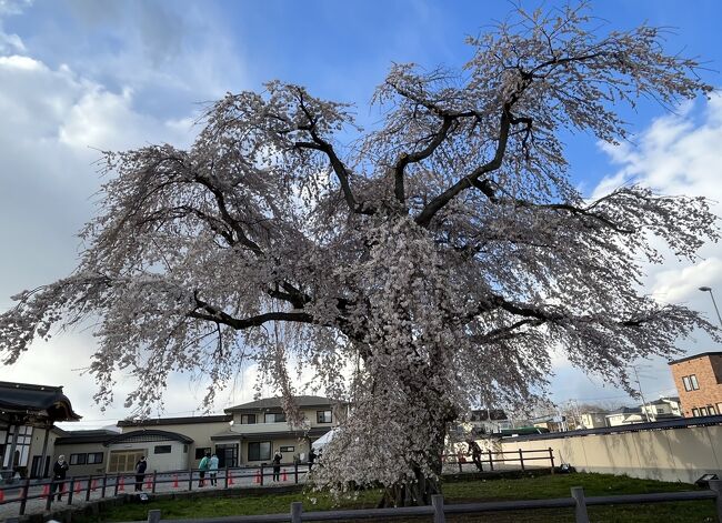 ③春爛漫　マダムの北海道の５つのお花見と2つの名湯　１日目の３　北斗桜回廊・法亀寺