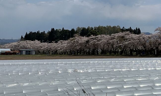 　2023年4月23日（日）～25日（火）阪急トラピックス主催「春爛漫！5つの桜名所を巡る湯の川温泉、登別温泉2つの名湯で過ごす北海道お花見　温泉3日間」に参加しました。もともと、その日、弘前の桜を見るツアーを申し込んでいました。昨年、同じ時期、大変美しく素晴らしかったので、今年も見たいと。でも、今年は桜の開花が、早く、昨年よりもっと早く、早すぎて、花筏にすら間に合わなそう。それで、行く先を北に変更し、見られるかも？に期待して行ってきました。大正解！あちこちで桜を満喫することができ、温泉も楽しむことができました。①②③・・は旅行記の番号、あいう・・は、、5つの桜名所です。①～⑭までありますので、興味のある所だけでもご覧いただければ幸いです。主な旅程は次の通りです。<br />　2023年4月23日（日）旅行1日目　自宅・・自宅最寄りのバス停＝リムジ　<br />　ンバスにて羽田空港　13：05発ANA555便～14：25函館空港①＝トラピ　<br />　スチヌ修道院あ②＝北斗桜回廊（法亀寺）い③＝湯の川温泉　湯の川観光<br />　ホテル祥苑泊④⑤<br />24日（月）2日目　ホテル⑥＝函館朝市＝函館八幡宮う⑦＝五稜郭公園え⑧<br />　＝松前藩戸切地陣屋跡お⑨＝大沼国定公園＝サイロ展望台＝昭和新山⑩＝<br />　登別温泉　石水亭泊⑪⑫<br />25日（火）3日目　ホテル⑬＝支笏湖＝新千歳空港　13：30発ANA064便～<br />　15：10羽田空港　リムジンバスにて＝自宅最寄りのバス停・・自宅＝娘宅　<br />　⑭