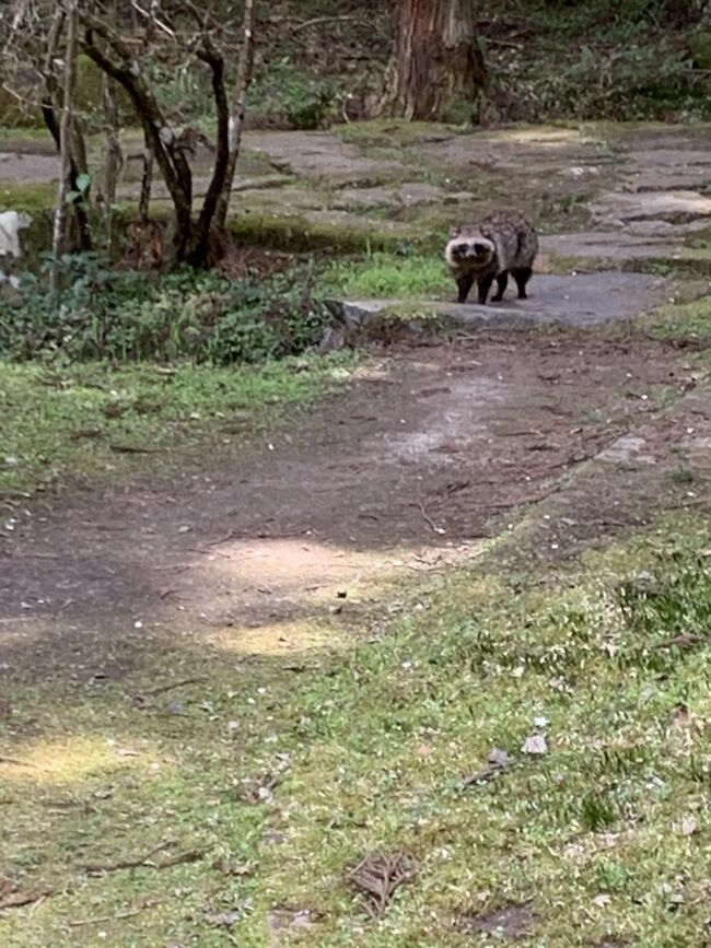 滋賀の旅の続きです。<br /><br />石山寺へ来ました。<br />歴史は古く、聖武天皇の勅願で開基、平安時代にも栄え、紫式部が源氏物語を書いた場所と伝わる「源氏の間」もあります。<br />更級日記でも知られる藤原孝標の女も参詣したといわれています。<br />境内は広く、石山寺の名前の由来となった硅灰石と呼ばれる岩がありますが、自然に囲まれ、おもいもがけず、狸にも遭遇しました。桜の季節とよく似あうお寺でした。<br />石山貝塚も近くに道標がありますが、今は近くの観光センターの二階にパネルでその遺跡を説明しています。<br />とても興味のあるパネルでした。<br /><br />滋賀は歴史がいっぱい詰まった場所です。<br />とても楽しい旅でした。<br />