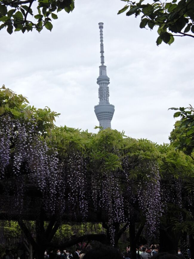 高田馬場でかつて勤務していた会社の同期入社の会があったので、ついでに小田急東京メトロパス（小田急線区間往復+東京メトロ全線フリー）を使って亀戸天神（利用駅：半蔵門線錦糸町駅）を始め都内各所を巡ってきました。<br />亀戸天神では「藤まつり」が4月15日（土）～5月5日（金）の日程で行われていて綺麗な藤の花を見ることができましたが、今年は季節外れの暖かさが続いたせいで見頃の時期が前倒しになり、既に盛りは過ぎているように感じました。<br />アメ横（利用駅：銀座線上野広小路駅）、神楽坂（利用駅：東西線神楽坂駅）、表参道（利用駅：千代田線表参道駅）は、当日が土曜日だったこともありとても賑わっていて、マスク姿を除いては脱新型コロナを感じさせられました。<br />外国人の姿も多く目に付きました。