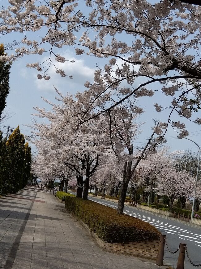 青森へ今花盛り。美桜、モクレン、レンギヨ<br />一番好きな季節です。<br />関東から来客があり桜を追って県内移動しました。