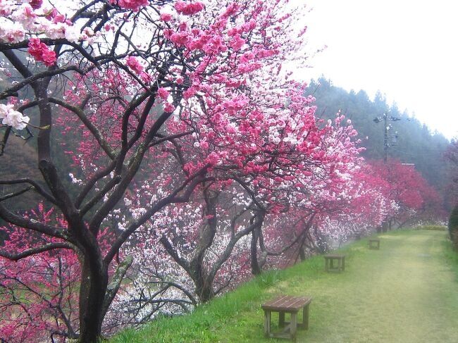 花桃の時期に行こうと思っていた昼神温泉に行ってきました。2023年は花の開花が早く4月20日ごろが見頃のようでしたが思い立って調べたのが出発の20日前くらいで既に花桃の見ごろの時期の宿は満室でした。4月14日のみ1か所空きがあったのですぐに予約を入れました。車があれば行きやすいですが公共機関だけしか手段がないと行きづらい感じでしたが、なんだかんだで後から日帰りでも行く方法を見つけて２回行ってきました。<br /><br />★旅行記４のルート　<br />昼神グランドホテル天心→花桃の里→喫茶やまもと<br /><br />----------------------------------------------------------------------<br />１日目　2023年4月14日（金）<br />１．特急あずさ乗車＆上諏訪 くらすわレストランのランチ<br />２．昼神温泉の花桃（昼神温泉中心地＆ACHI BASE周辺）<br />３．昼神温泉（昼神キヨスク～信州公共の宿 鶴巻荘宿泊～朝市）<br />----------------------------------------------------------------------<br />２日目　2023年4月15日（土）<br />４．雨の花桃の里散策（５分咲き）←★今ここ<br />５．昼神温泉（昼神キオスクのプリン～おやき工房えんまん）<br />６．上諏訪（片倉館の千人風呂＆上諏訪温泉 浜の湯宿泊）<br />----------------------------------------------------------------------<br />３日目　2023年4月16日（日）<br />７．上諏訪 しだれ桜の咲く諏訪高島城<br />８．上諏訪（くらすわBAKERY &amp; CAFE～タケヤ味噌会館～いずみ屋～丸安田中屋 ）<br />９．下諏訪（諏訪大社下社春宮～万治の石仏～慈雲寺のしだれ桜）<br />10．下諏訪（タロウ珈琲弐号店～諏訪大社下社秋宮）～飯田駅<br />----------------------------------------------------------------------<br />４日目　2023年4月17日（月）<br />11．飯田から路線バスで昼神温泉へ移動<br />12．見頃の花桃の里散策①<br />13．見頃の花桃の里散策②<br />14．昼神温泉散策①（ACHI BASE周辺＆サンリオコラボカフェ）<br />15．昼神温泉散策②（おやき工房えんまん～昼神キオスク）<br />16．飯田駅から電車で新宿駅へ移動