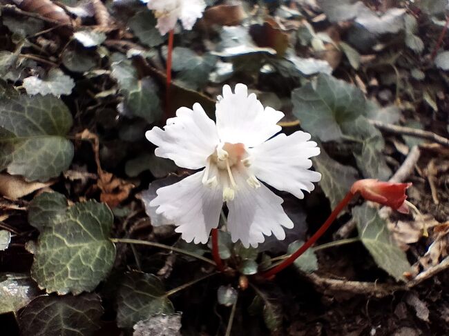 春の訪れを告げる、可憐なイワウチワの花・・・小川町と東秩父村の境界にある837 mの笠山でも、春先には可憐な花を開きます。<br />乳房状の山容から ” おっぱい山 ” とも呼ばれる笠山・・・山頂近くにイワウチワの群生地があるので、山歩きに出かけてみました。