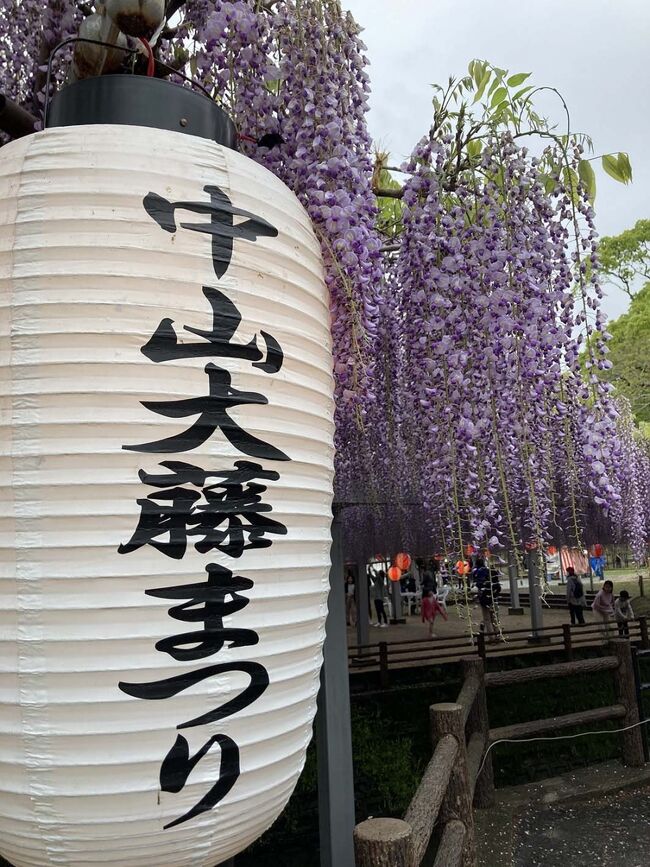 九州旅行5日目は、別府から由布院を通って柳川を目指します。<br />今日も朝から雨模様、でも次第にお天気は回復し、<br />目指す柳川は、晴天とまではいきませんが、曇り。<br />ちょうど藤の花が満開の「大藤祭り」を観賞出来ました！
