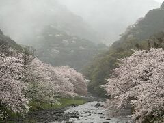 雨の西伊豆松崎、３月のお花見