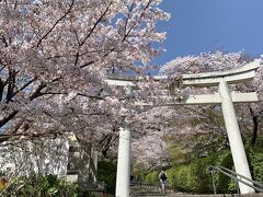 今年も京都で桜見物　大満足