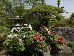 「龍真寺」のボタン_2023_ほぼ満開、傷み少なく綺麗に咲いていました（群馬県・桐生市）