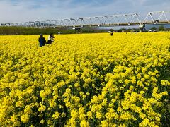 千曲川ふれあい公園の桜並木と菜の花広場