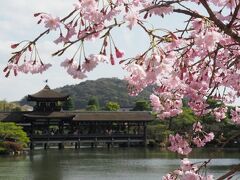 いい古都チケットで京都の桜巡り～インクライン・醍醐寺・平安神宮編～