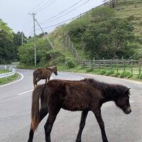 青島温泉　えびの高原温泉　湯の鶴温泉　人吉温泉　青島　都井岬　くまもんポート　球磨川下り！①