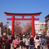 鎌倉の桜は大にぎわいだったけど、人力車で裏道に入って静かな竹林も愛でちゃう