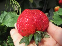 今日のランチは久能山石垣苺&#127827;栽培発祥の「常吉いちご園」で食べホした希少品種 “かなみひめ” & “赤い真珠”