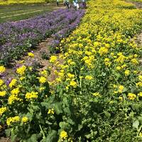 春の淡路島 ローカルバスで島めぐり(３泊４日)その２　あわじ花さじき～反時計回りのバスに乗ってみた