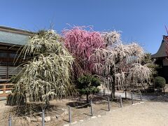 ・満開の三重のしだれ梅巡り