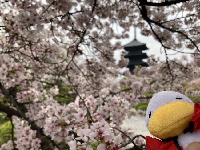 今年も京都で桜を見ることができました。東京を出発した日には東京ではすでに桜の花は散り始めていたので、京都でも遅咲きの桜しか見られないだろうと思っていたら、着いたその日はソメイヨシノが見頃でした。しかも枝垂れ桜とかも同時に見ることができ、いつも以上に綺麗な桜でした。