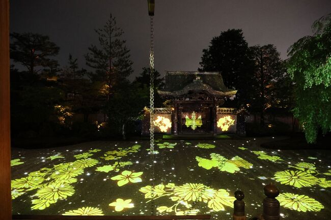 3泊3日京都の旅<br />観光初日の夜は東山エリアのライトアップ散策。<br />高台寺の庭を鑑賞しました。<br />
